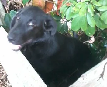 Cachorro ra a vira lata idade 2 a 6 meses nome iuiu