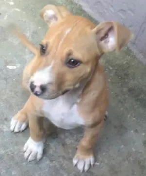 Cachorro raça Pitt idade  nome Sem nome