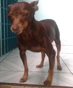 Cachorro raça pinscher idade 5 anos nome matilda