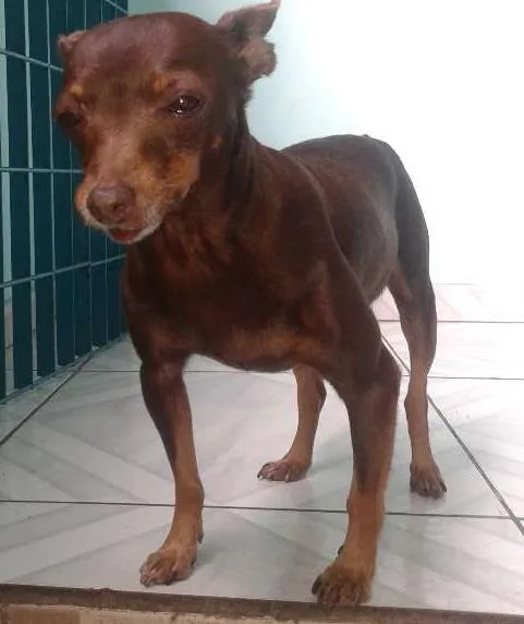 Cachorro ra a pinscher idade 5 anos nome matilda