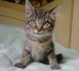 Gato raça SRD idade Abaixo de 2 meses nome Serena