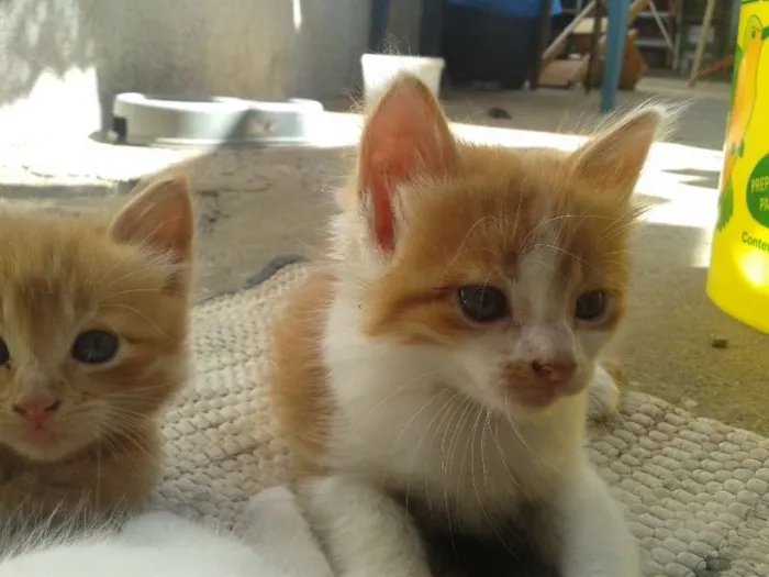 Gato ra a  idade Abaixo de 2 meses nome filhotes