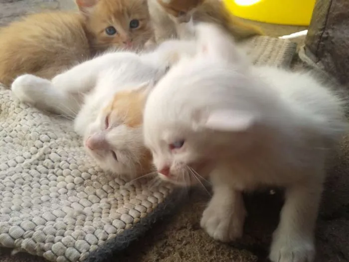 Gato ra a  idade Abaixo de 2 meses nome filhotes