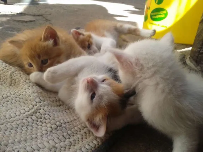 Gato ra a  idade Abaixo de 2 meses nome filhotes