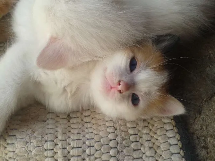 Gato ra a  idade Abaixo de 2 meses nome filhotes