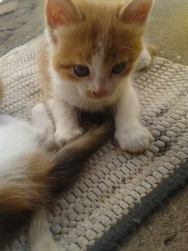 Gato ra a  idade Abaixo de 2 meses nome filhotes
