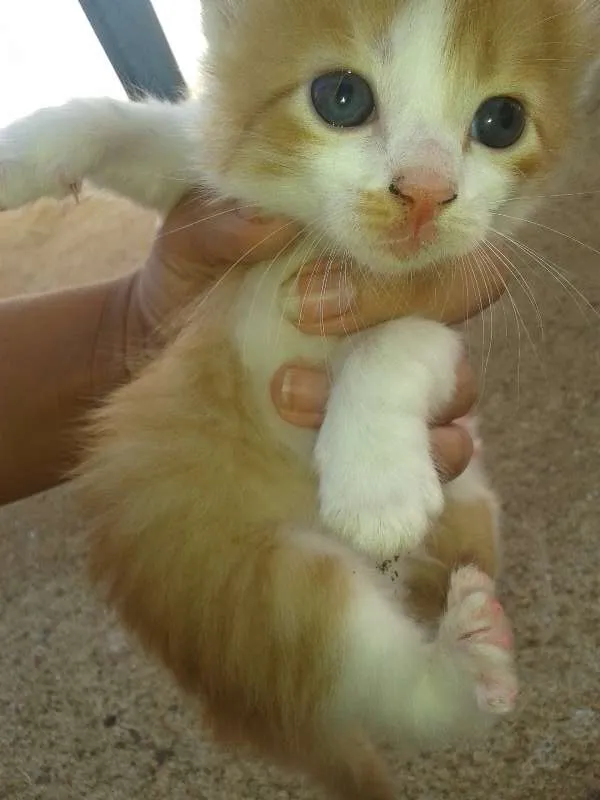 Gato ra a  idade Abaixo de 2 meses nome filhotes
