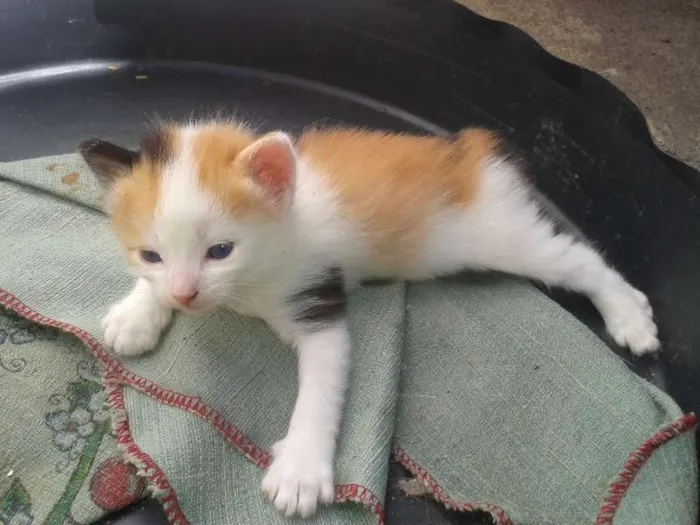 Gato ra a  idade Abaixo de 2 meses nome filhotes