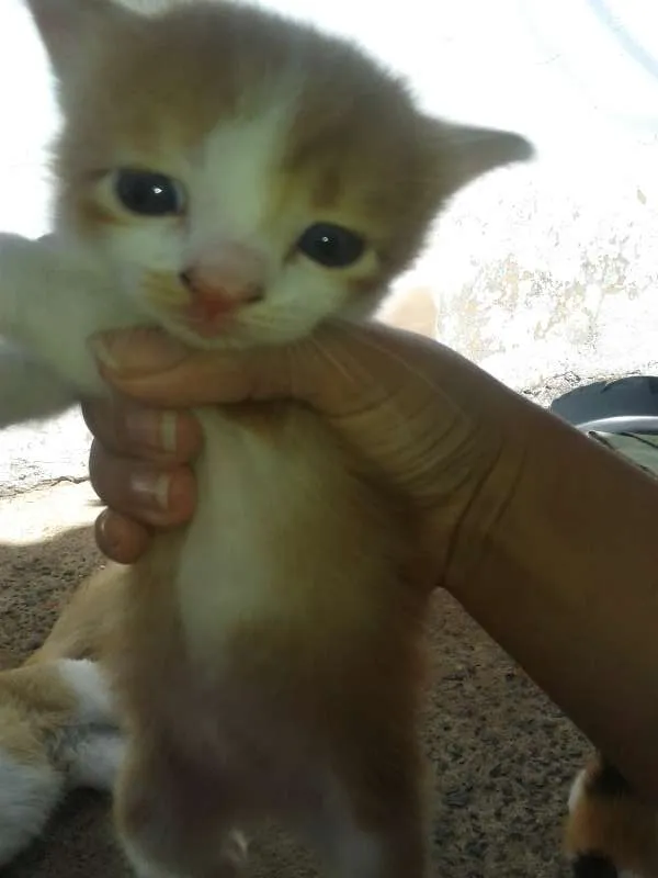 Gato ra a  idade Abaixo de 2 meses nome filhotes