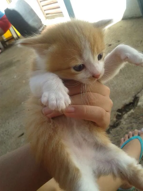 Gato ra a  idade Abaixo de 2 meses nome filhotes
