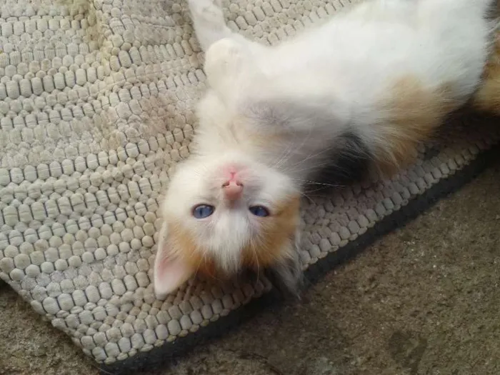 Gato ra a  idade Abaixo de 2 meses nome filhotes