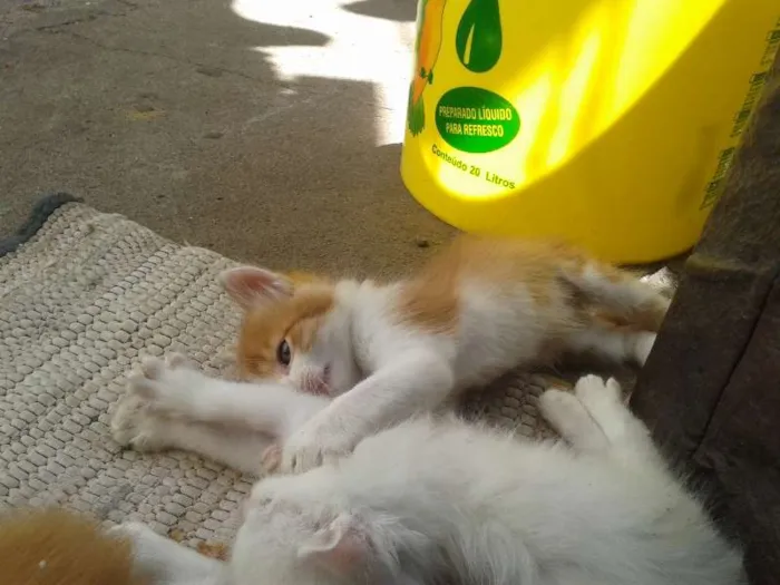 Gato ra a  idade Abaixo de 2 meses nome filhotes