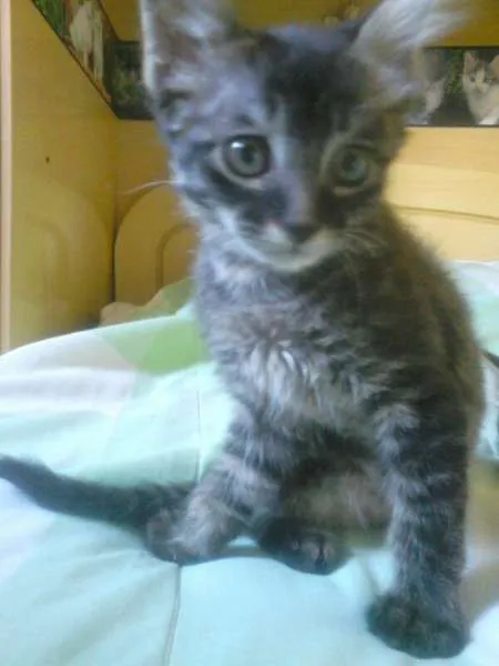 Gato ra a SRD idade Abaixo de 2 meses nome Tigrinho Eletrico