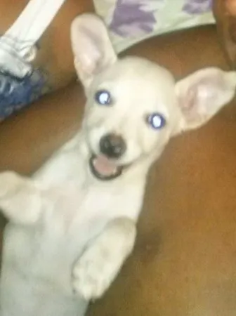Cachorro ra a SRD idade 2 a 6 meses nome Pandora