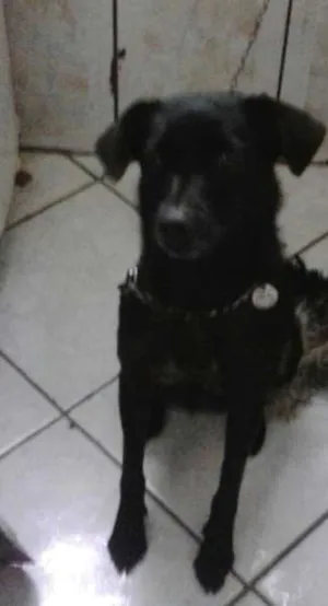 Cachorro raça VIRA LATA idade 3 anos nome PITUXA