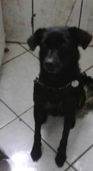 Cachorro ra a VIRA LATA idade 3 anos nome PITUXA