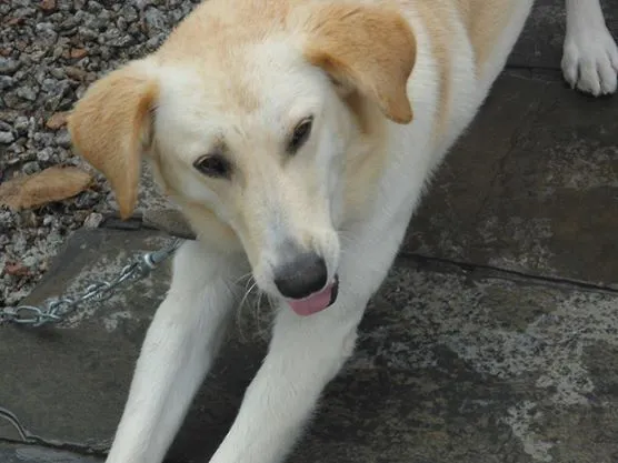Cachorro ra a Labrador não puro idade 2 a 6 meses nome Murilo