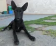 PRETINHA