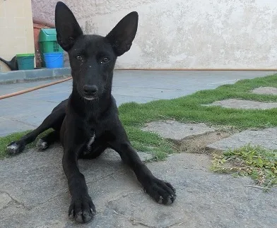 Cachorro ra a RSD idade 2 a 6 meses nome PRETINHA