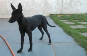 Cachorro raça RSD idade 2 a 6 meses nome PRETINHA