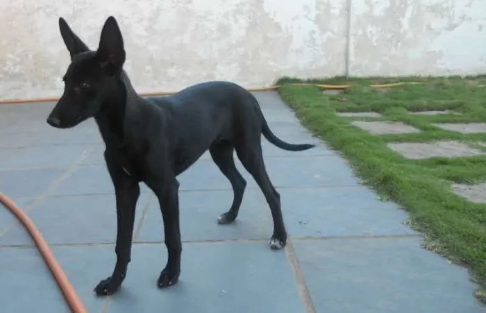 Cachorro ra a RSD idade 2 a 6 meses nome PRETINHA