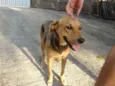 Antonieta