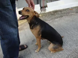 Cachorro raça SRD idade 2 anos nome Antonieta