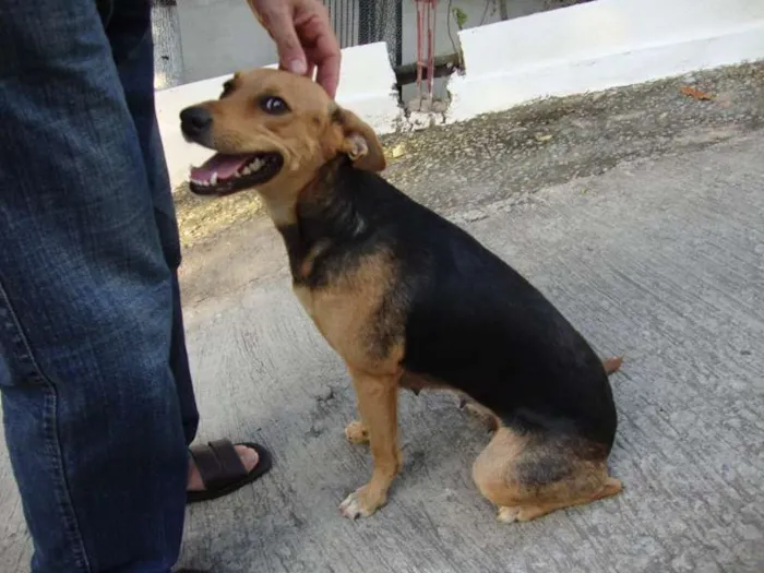 Cachorro ra a SRD idade 2 anos nome Antonieta