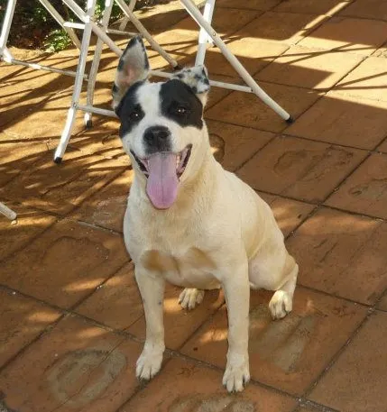 Cachorro ra a Pit-Bull idade 6 ou mais anos nome Revolta