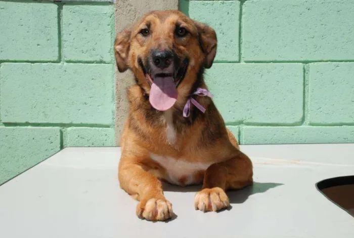 Cachorro ra a SRD idade 2 anos nome Izabellinha!!