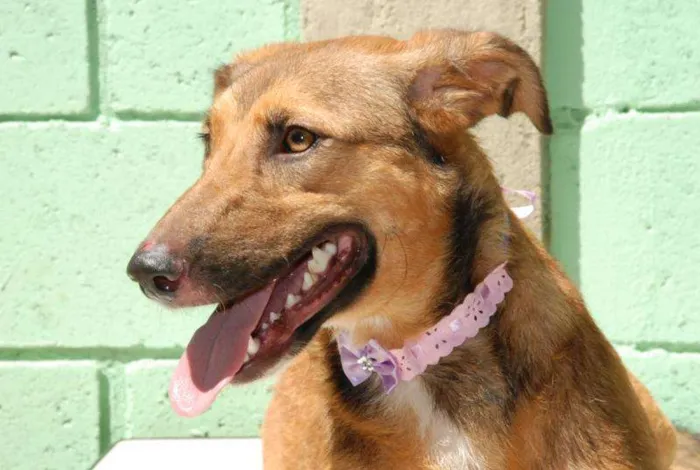 Cachorro ra a SRD idade 2 anos nome Izabellinha!!