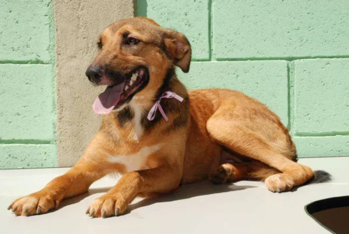 Cachorro ra a SRD idade 2 anos nome Izabellinha!!