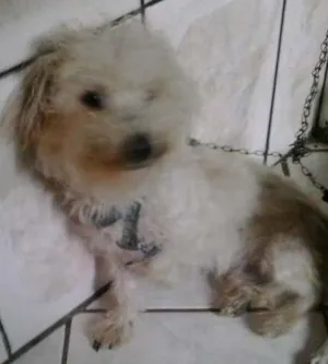 Cachorro raça Poodle Misturado  idade 1 ano nome Nick