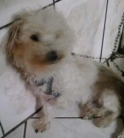 Cachorro ra a Poodle Misturado  idade 1 ano nome Nick