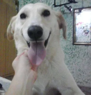 Cachorro raça Labrador não puro idade 2 a 6 meses nome Murilo