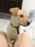 penny