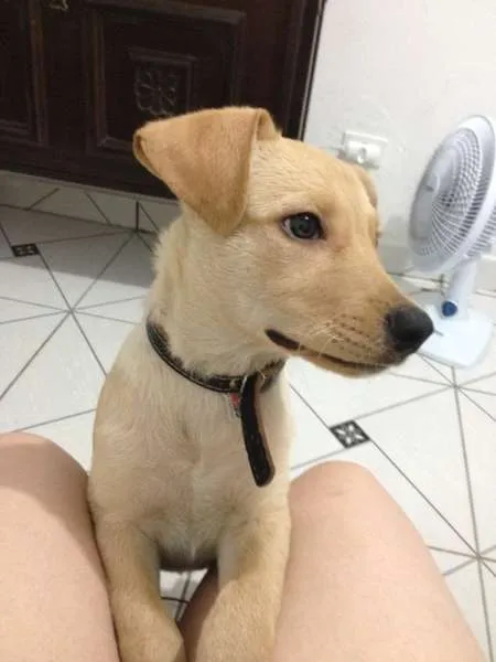 Cachorro ra a vira lata idade 2 a 6 meses nome penny
