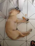 penny