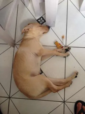 Cachorro raça vira lata idade 2 a 6 meses nome penny