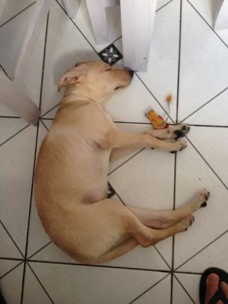 Cachorro ra a vira lata idade 2 a 6 meses nome penny
