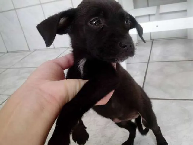 Cachorro ra a SRD idade Abaixo de 2 meses nome Frihda