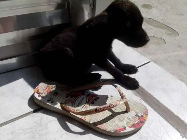 Cachorro ra a SRD idade Abaixo de 2 meses nome Frihda