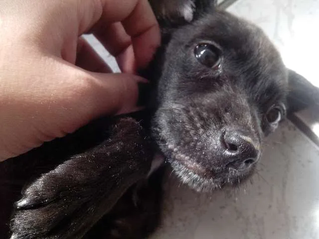 Cachorro ra a SRD idade Abaixo de 2 meses nome Frihda