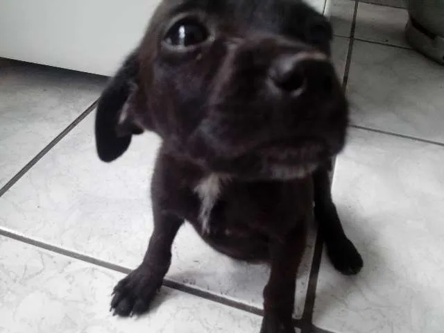 Cachorro ra a SRD idade Abaixo de 2 meses nome Frihda