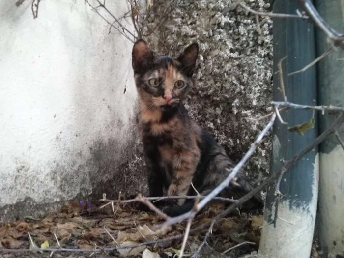Gato raça vira-latas idade 2 a 6 meses nome Filhotes