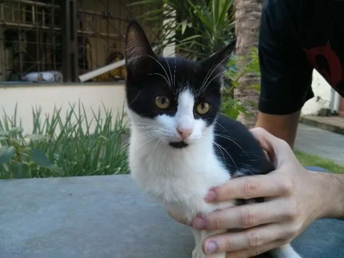 Gato raça vira-latas idade 2 a 6 meses nome Filhotes
