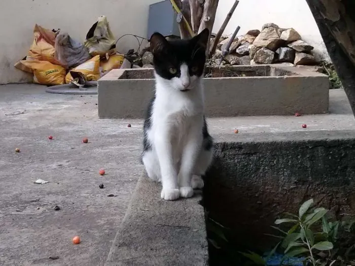 Gato raça vira-latas idade 2 a 6 meses nome Filhotes