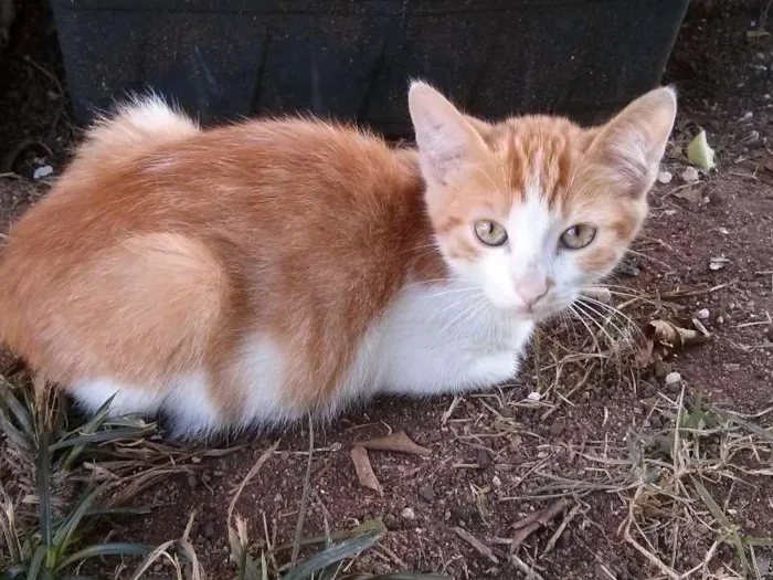 Gato raça vira-latas idade 2 a 6 meses nome Filhotes
