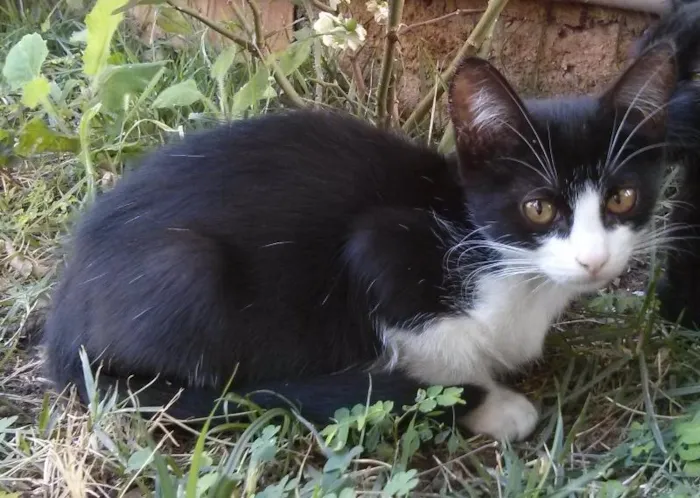 Gato raça vira-latas idade 2 a 6 meses nome Filhotes