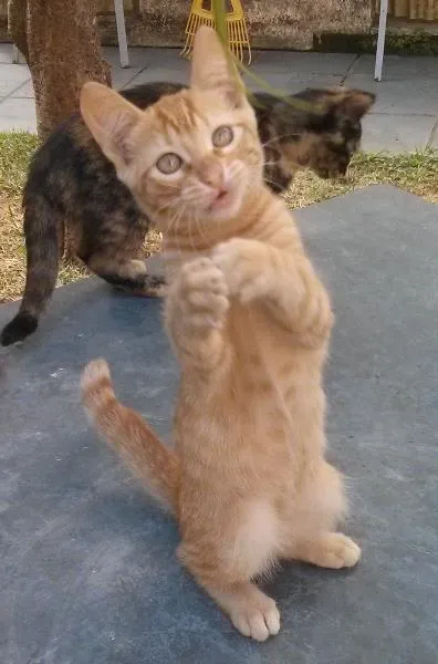 Gato raça vira-latas idade 2 a 6 meses nome Filhotes